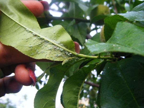 Каким болезням и вредителям подвержен персик и как от них избавиться