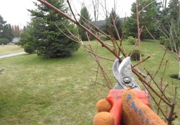 Каким способом посадить персик весной и осенью