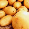Картофель Синеглазка: характеристика сорта, выращивание и уход