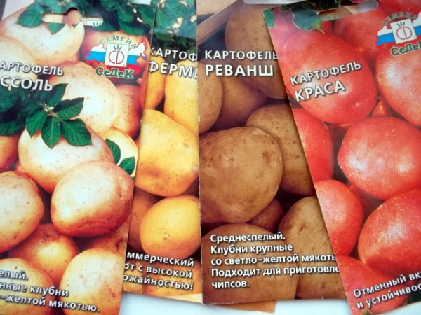 Картофель Скарб: описание сорта, выращивание и уход