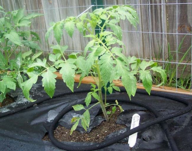 Мульчирование томатов в теплице: способы и материалы