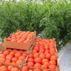 Мульчирование томатов в теплице: способы и материалы