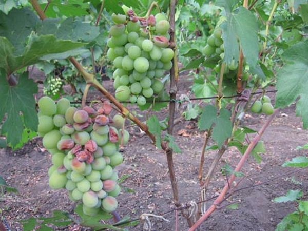 Описание и методы лечения самых опасных болезней винограда