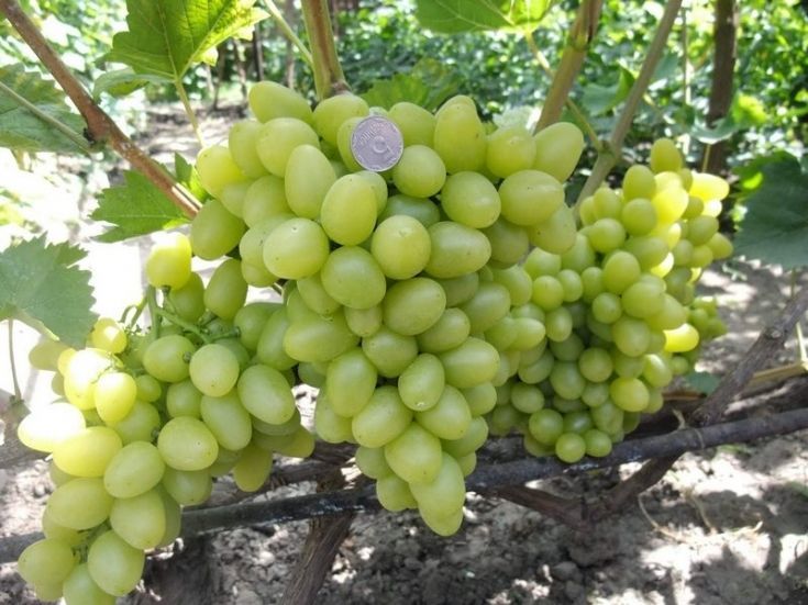 Описание столового сорта винограда Аркадия и особенности его выращивания