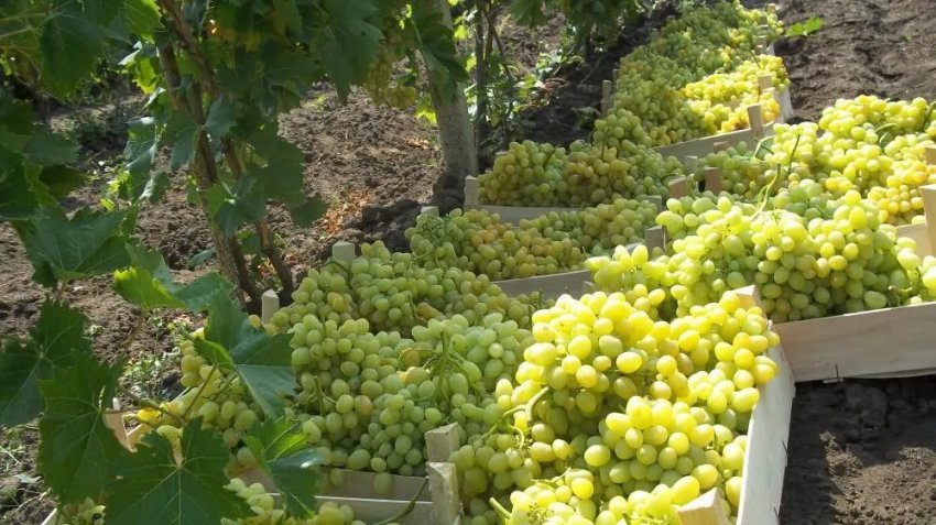 Описание столового сорта винограда Аркадия и особенности его выращивания