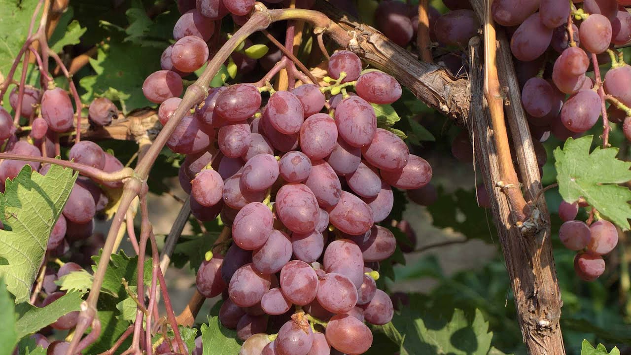Особенности агротехники морозоустойчивого и урожайного винограда Виктория