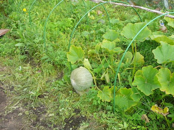Особенности выращивания тыквы на Урале в открытом грунте