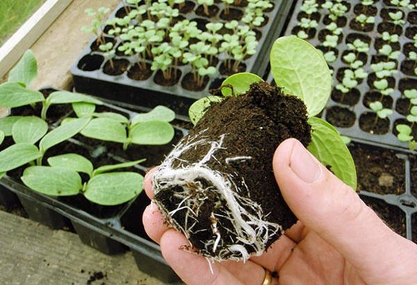 Особенности выращивания тыквы на Урале в открытом грунте