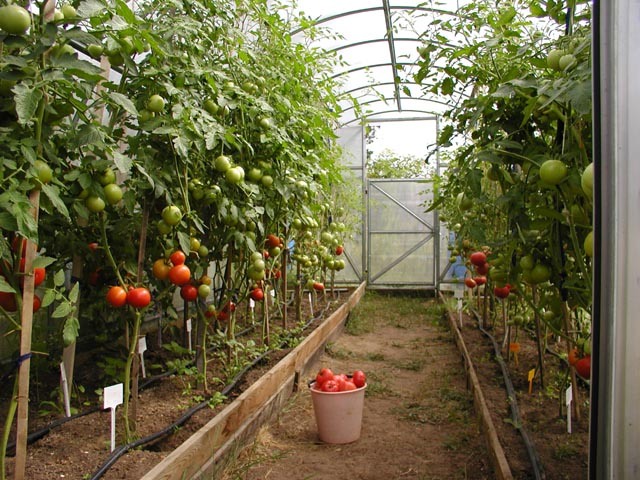 Почему не завязываются помидоры в теплице и как это исправить