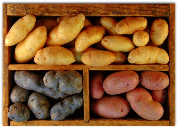 Посадка картофеля в июле: поздние сорта, особенности выращивания