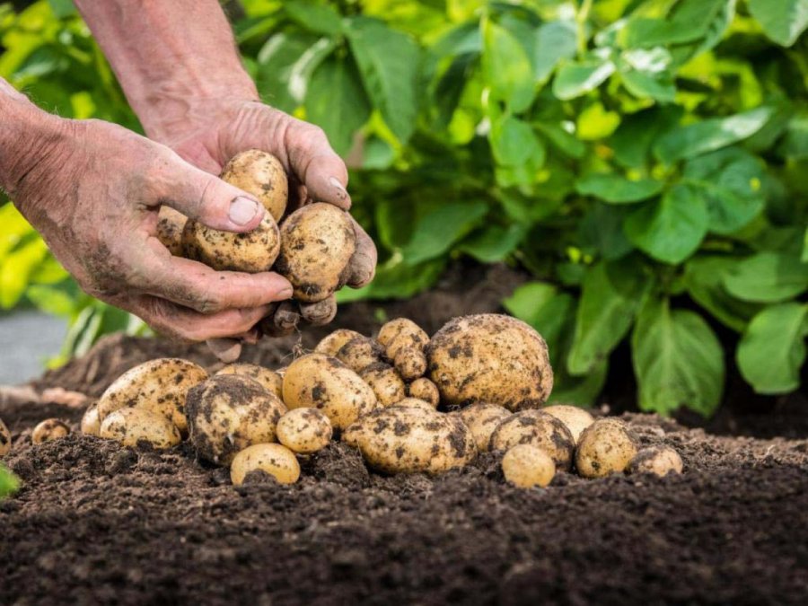 Посадка картофеля в июле: поздние сорта, особенности выращивания