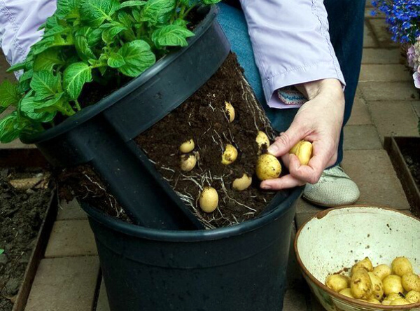 Пошаговая инструкция выращивания картофеля