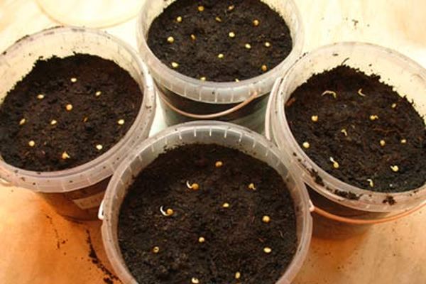 Пошаговое выращивание рассады перцев из семян для начинающих