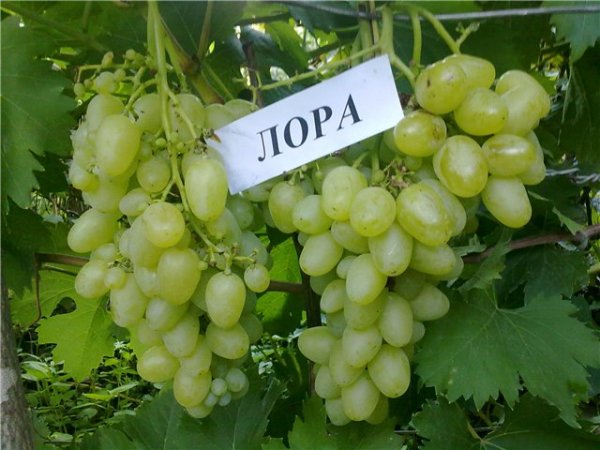 Правила агротехники высокоурожайного столового винограда Лора