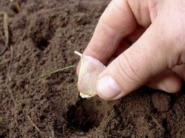 Правила выращивания отменного урожая чеснока