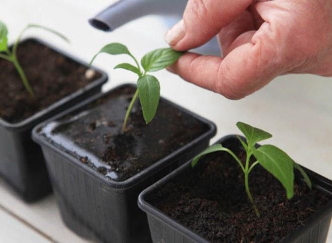 Проращивание семян баклажан: как повысить всхожесть