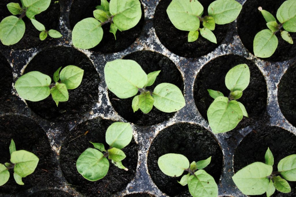 Проращивание семян баклажан: как повысить всхожесть