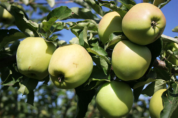 Сколько лет в среднем живет дерево яблони