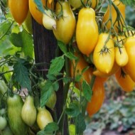 Тонкости посадки и выращивания высокоурожайного сорта томатов Банановые ноги