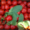 Удобрение помидор при посадке в лунку: проверенные способы