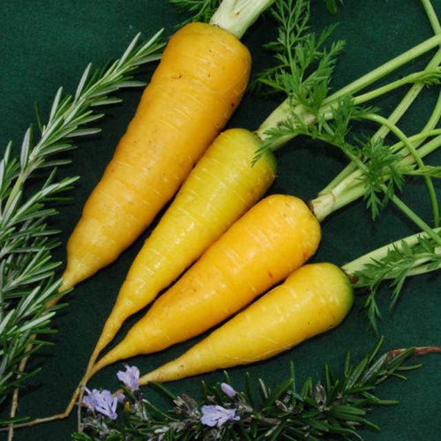 Желтая морковь – разновидности и описание