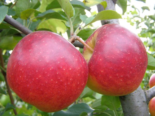 Характеристика осенне-зимней яблони Фуджи