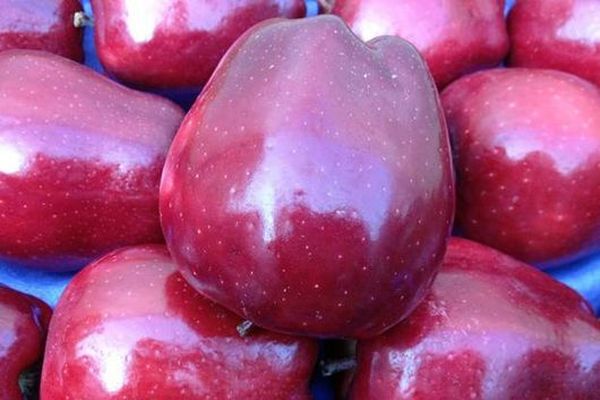 Характеристика перспективного сорта яблони Ред Делишес