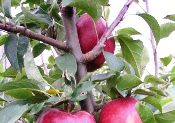 Характеристика перспективного сорта яблони Ред Делишес