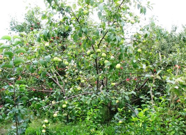 Характеристика позднезимнего сорта яблони Синап орловский