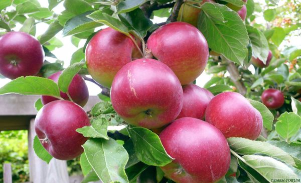 Характеристика раннезимней яблони сорта Легенда