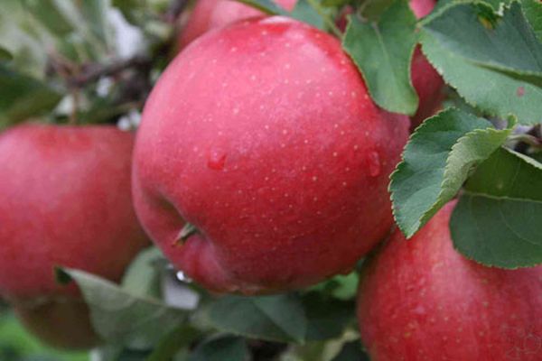Характеристика сладкой зимней яблони Хани Крисп