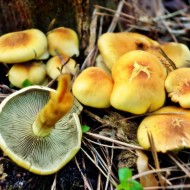 Как не попасть в “грибную ловушку”: 6 видов ложных опят с описаниями и фото