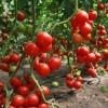Как подвязывать помидоры в теплице: лучшие способы