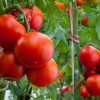 Как поливать помидоры в теплице правильно