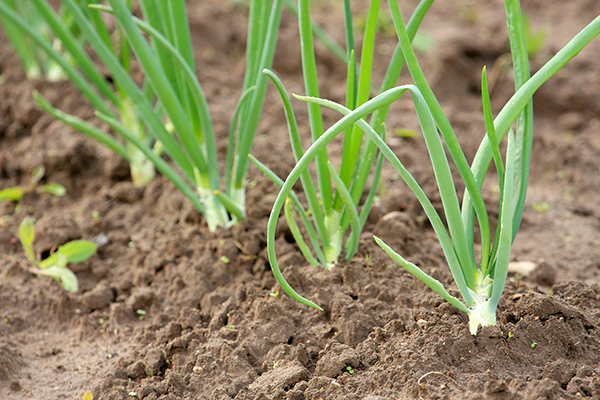 Как правильно посадить лук севок весной