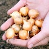 Как правильно вырастить лук севок из семян