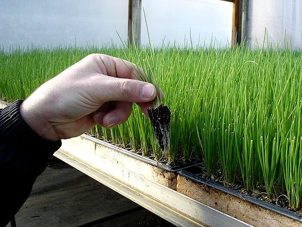 Как правильно вырастить лук севок из семян