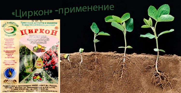 Как применять стимулятор роста “Циркон” для обработки растений