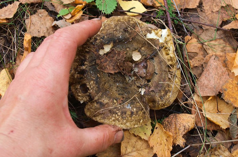 Как выглядит гриб черный груздь и можно ли его употреблять в пищу