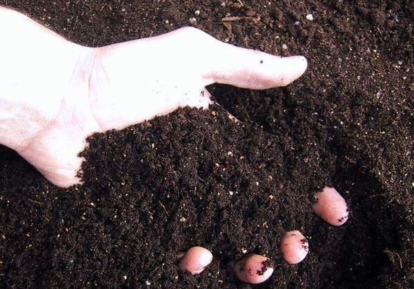 Когда и как высадить рассаду перца в грунт?