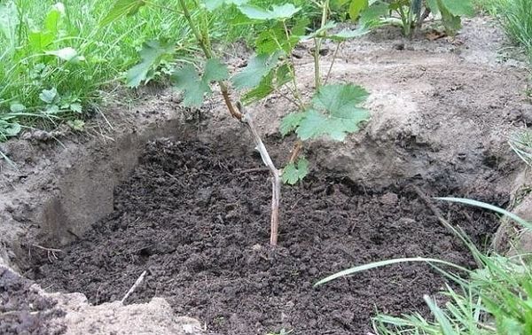 Можно ли и как правильно посадить куст винограда летом