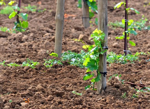 Можно ли и как правильно посадить куст винограда летом