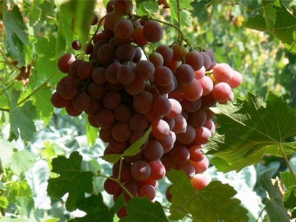 На какой год начинает плодоносить виноград и от чего это зависит