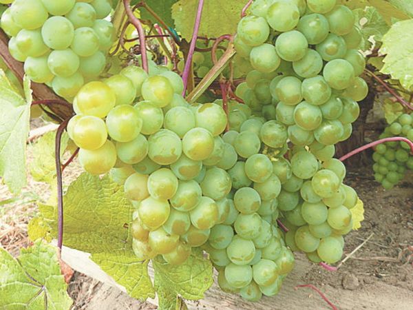 Обзор и особенности выращивания лучших столовых сортов винограда