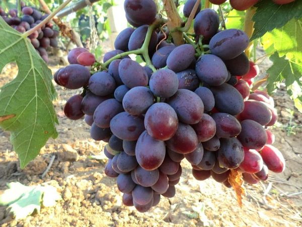 Обзор и особенности выращивания лучших столовых сортов винограда