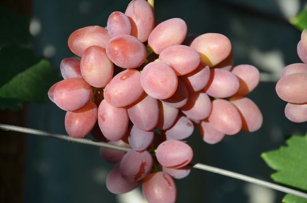 Обзор и выращивание морозостойких неукрывных сортов винограда