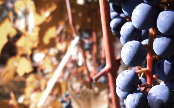 Обзор и выращивание морозостойких неукрывных сортов винограда