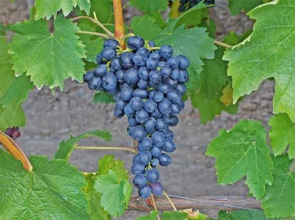 Обзор лучших 13 универсальных сортов винограда
