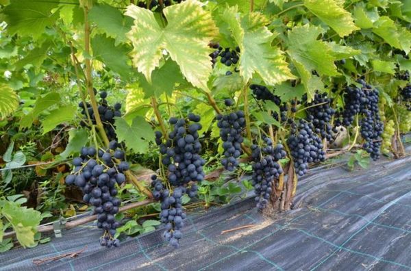 Обзор лучших 13 универсальных сортов винограда
