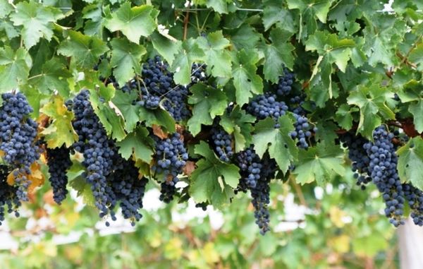 Обзор лучших сортов винограда и особенности посадки в Сибири